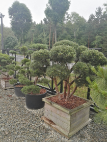 ROŚLINY OZDOBNE, BONSAI