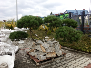 M-Ogrody Krzewy, rośliny, kwiaty, kostka brukowa