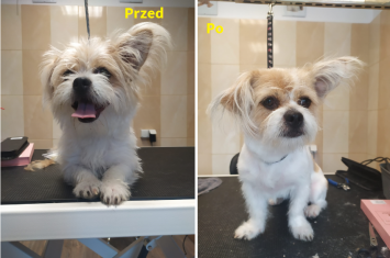 Salon pielęgnacji psów "Szczęściarz"