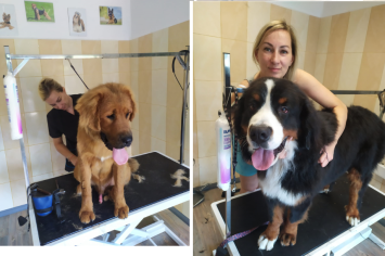 Salon pielęgnacji psów "Szczęściarz"